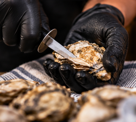 Oyster being shucked with protective gloves